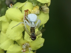 Misumena vatia