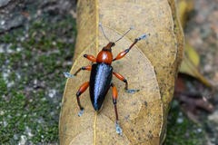 Lasiocnemoides ruficollis
