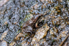 Thoropa miliaris