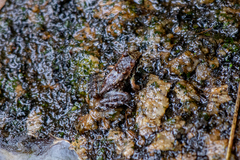 Thoropa miliaris