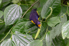 Euphonia violacea