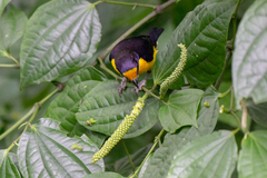 Euphonia violacea