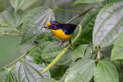 Euphonia violacea