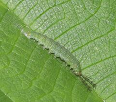 Diaethria clymena