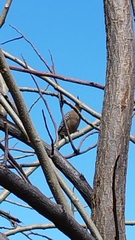 Melanerpes uropygialis