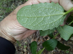 Escobedia grandiflora