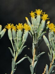 Tetradymia canescens