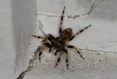 Papuaneon