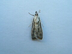 Eudonia truncicolella