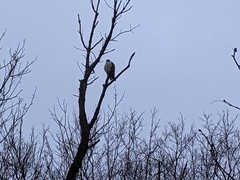 Buteo jamaicensis