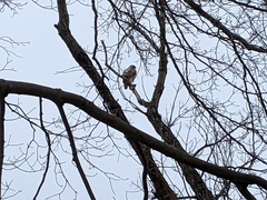 Buteo jamaicensis