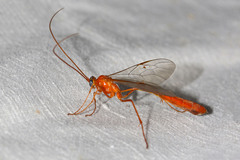 Enicospilus adustus