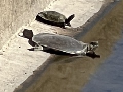 Apalone spinifera guadalupensis