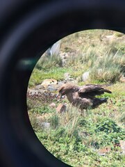 Stercorarius antarcticus