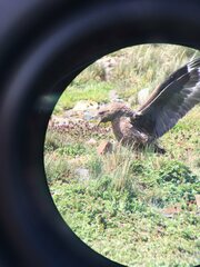 Stercorarius antarcticus