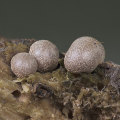 Lycogala epidendrum