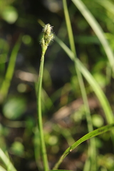 Eriophorum latifolium