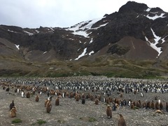 Aptenodytes patagonicus