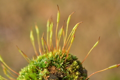 Aloina aloides
