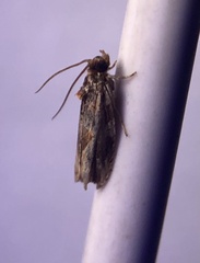 Cacocharis cymotoma
