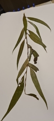 Salix × sepulcralis