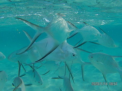 Trachinotus goodei