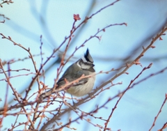 Baeolophus wollweberi