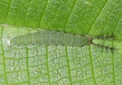 Diaethria clymena
