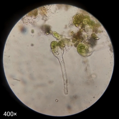 Oedogoniales