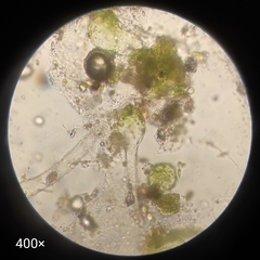 Oedogoniales