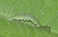Diaethria clymena