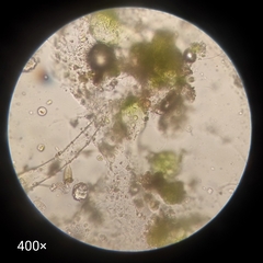 Oedogoniales