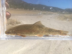 Pantosteus platyrhynchus