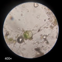Oedogoniales