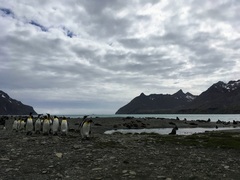 Aptenodytes patagonicus