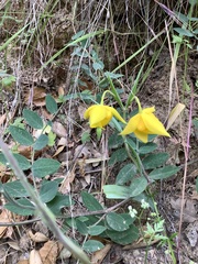 Calochortus amabilis