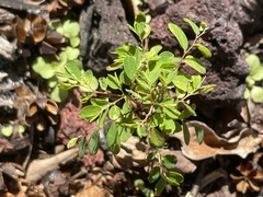 Phyllanthus tenellus