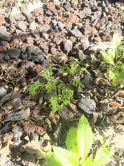 Phyllanthus tenellus