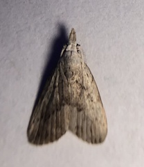 Meganola brunellus