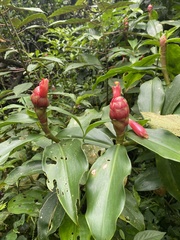Costus spiralis