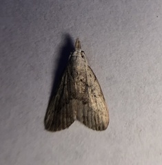 Meganola brunellus