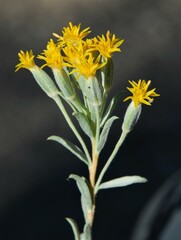 Tetradymia canescens