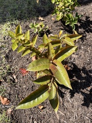 Woodfordia fruticosa