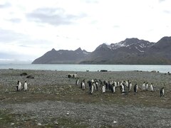 Aptenodytes patagonicus