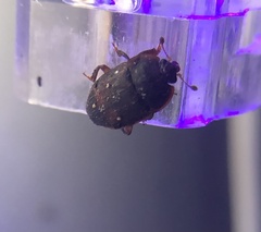 Stelidota geminata