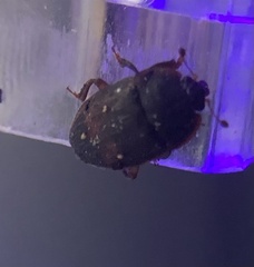 Stelidota geminata