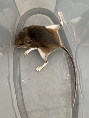 Peromyscus