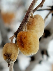 Elaeagnus angustifolia