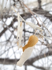 Elaeagnus angustifolia