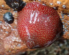 Actinia fragacea